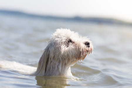 Little white dog Dog swimming - Coton de Tulearの写真素材