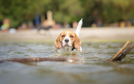 Beagle dog in water portraitの写真素材