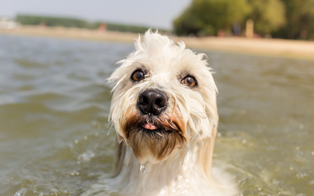Portrait of cute dog in water - nose in focusの写真素材