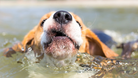 Close photo of swimming Beagle dogの写真素材