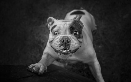 English Bulldog trying to reach somethingの写真素材