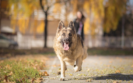 Playing fetch with Long Haired German Shepherdの写真素材