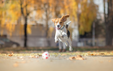 Beagle dog chasing ball and jumping in parkの写真素材