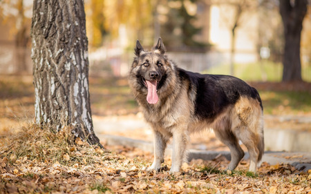 German shepherd standing in the parkの写真素材