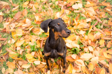 Obedient puppy purebred doberman pinscherの写真素材