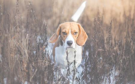 Beagle dog looking alert with tail upの写真素材