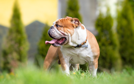 English bulldog in the backyardの写真素材