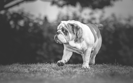 English Bulldog walking in gardenの写真素材