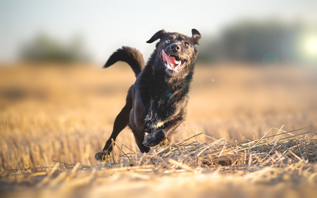 Insanely happy dog runningの写真素材