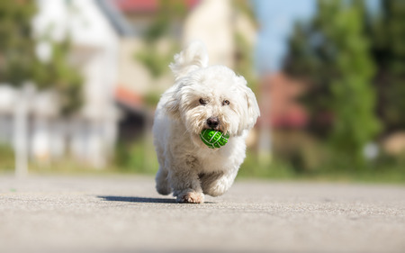 Playing fetch with cute white dogの写真素材