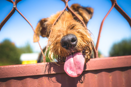 Funny Airedale Terrier dogの写真素材