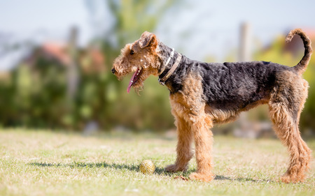Airedale terrier dog playing with ballの写真素材