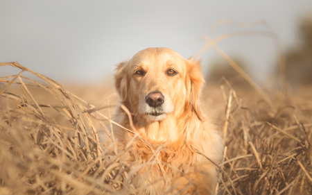 Portrait of Golden retriever dog in natureの写真素材