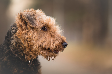 Airedale Terrier in the forest portraitの写真素材
