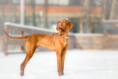 Hungarian Vizsla dog winter portraitの写真素材
