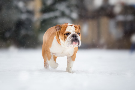 English bulldog dog walking on snow dayの写真素材
