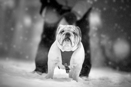 English Bulldog in walk on winter dayの写真素材