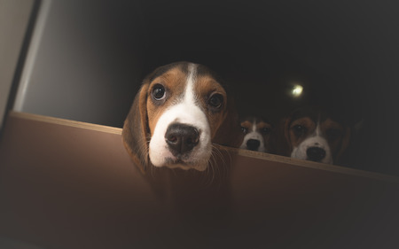 Three curious beagle puppiesの写真素材