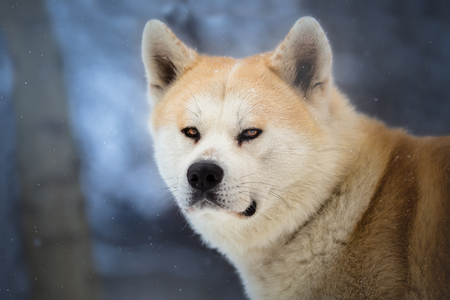 Hachiko - Japanese Dog Akita Inu in the winter forestの写真素材