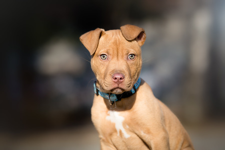 Cute terrier puppy outdoor portraitの写真素材