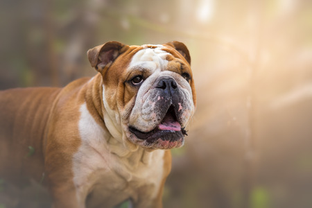 English bulldog dog in nature portraitの写真素材