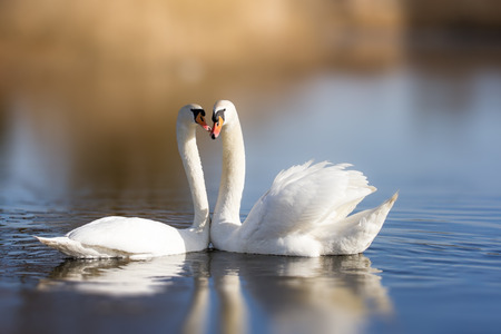 Couple of white swans on the lakeの写真素材