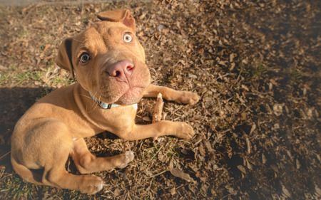 Cute yellow pup looking up - bannerの写真素材