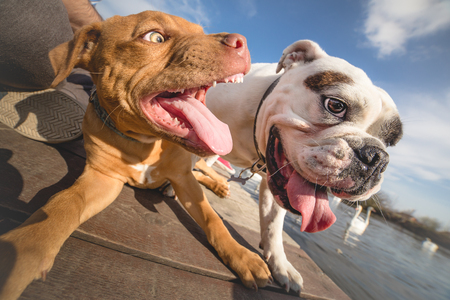 Two dogs playing with each otherの写真素材