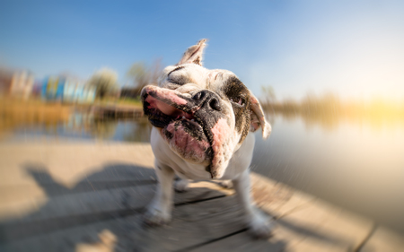 English bulldog dog shaking off water after swimmingの写真素材