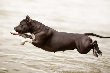 American Staffordshire Terrier jumping in the waterの写真素材