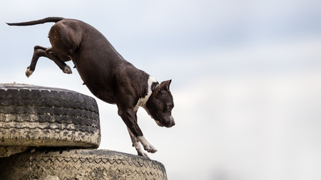 Background with stafford terrier dog jumpingの写真素材