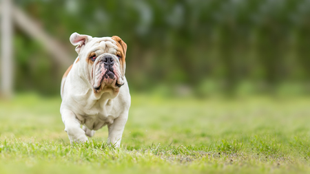 Background with English Bulldog dogの写真素材
