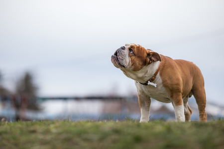 Brown English Bulldog dog looking upの写真素材