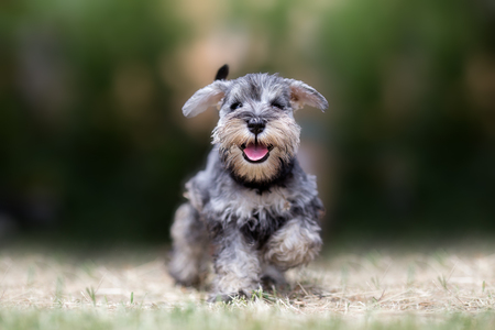 Miniature puppy Schnauzer at Playの写真素材