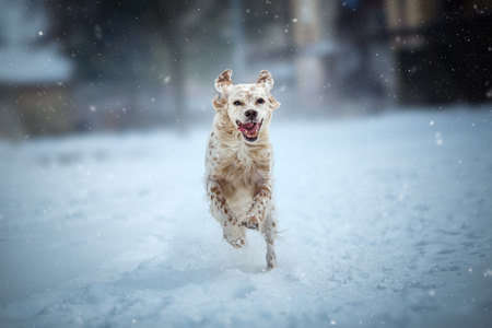Happy dog running on snowy winter dayの写真素材