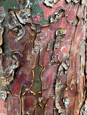 maple grey. tree bark in daylight. old treeの写真素材