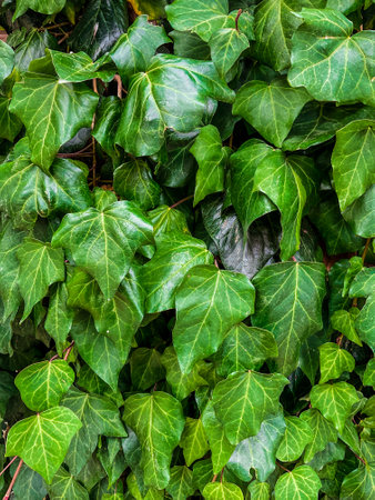 Ivy, Hedera helix or European ivy climbing on rough bark of a tree. Close upの写真素材