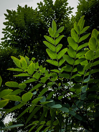green leaves and branches on white background for abstract texture