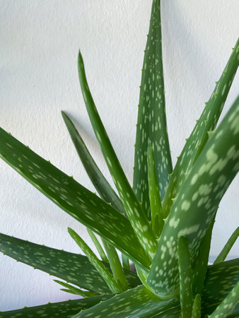 Aloe Vera in a flowerpot on grey table and grungeの写真素材