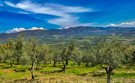 Olive trees in a row. Plantation, green grassの写真素材