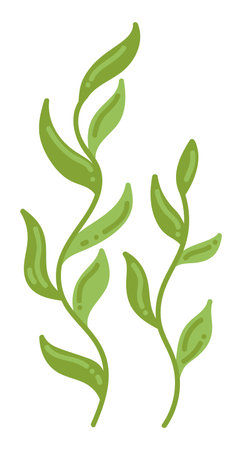 Underwater sea plants. Edible algae and leaves.のイラスト素材