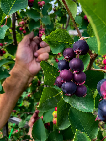 Hands of swarthy old man picking berries on tree in the garden.