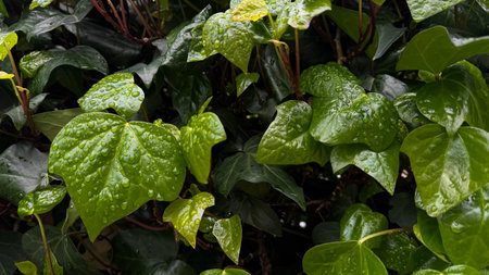 Wet green leaves with raindrops, close up on ivy plant. Nature background. Freshness concept for...