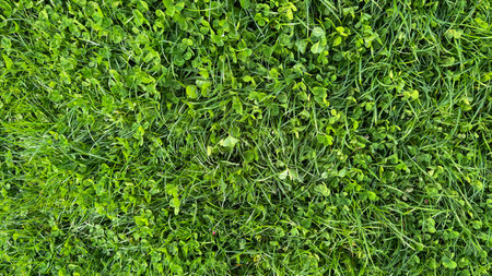 Verdant clover and grass texture top view. Lush green field, spring growth, ground cover plants, and...