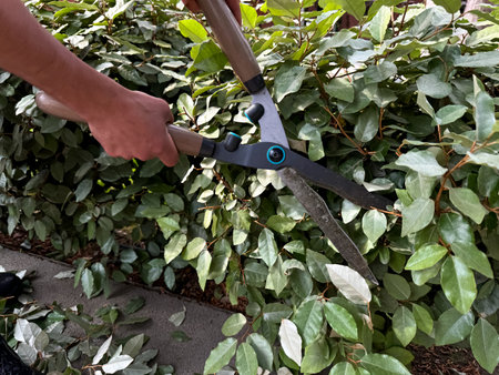 Close up of man using garden shears to trim and shape lush green ivy, focusing on plant care and...