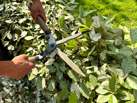Close up of hands using garden shears to prune lush green bushes during sunny day. Detailed...