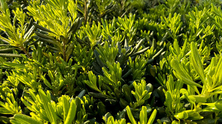 Nature background. Lush green young plant shoots bathing in sunlight, creating vibrant natural...