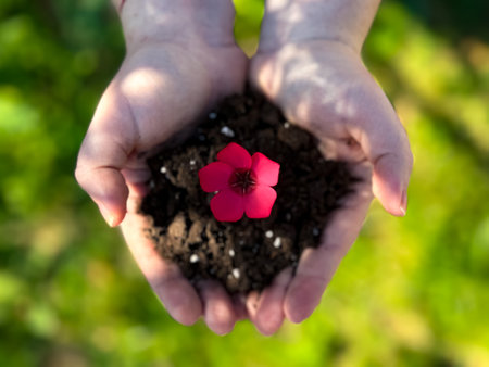 Hands cradling soil with vibrant red flower against green backgroundの写真素材