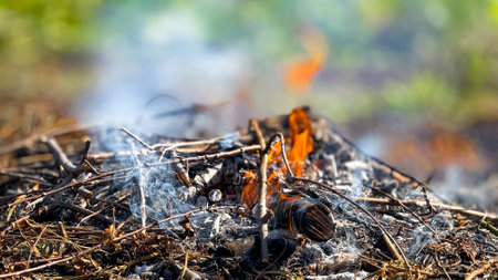 Close-up of burning twigs and ashes in a natural outdoor settingの写真素材