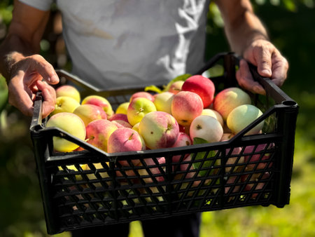 Man carrying freshly picked apples in sunlit orchardの写真素材